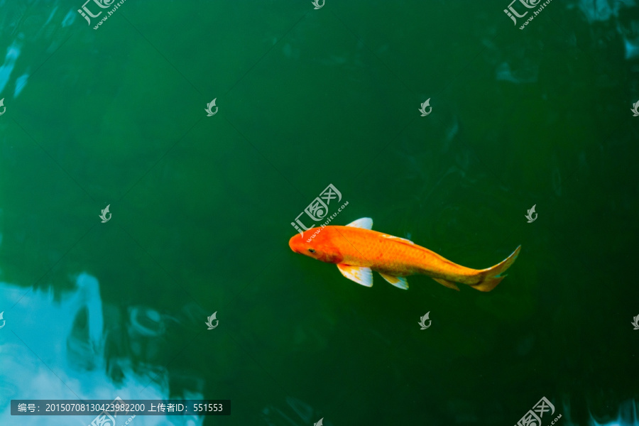 鲤鱼