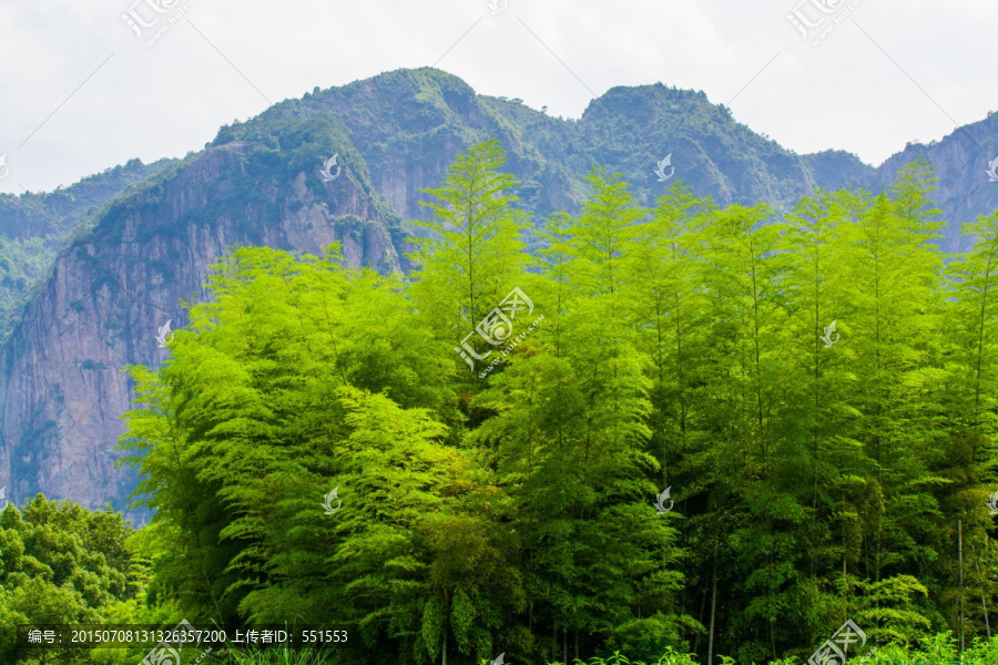 竹林