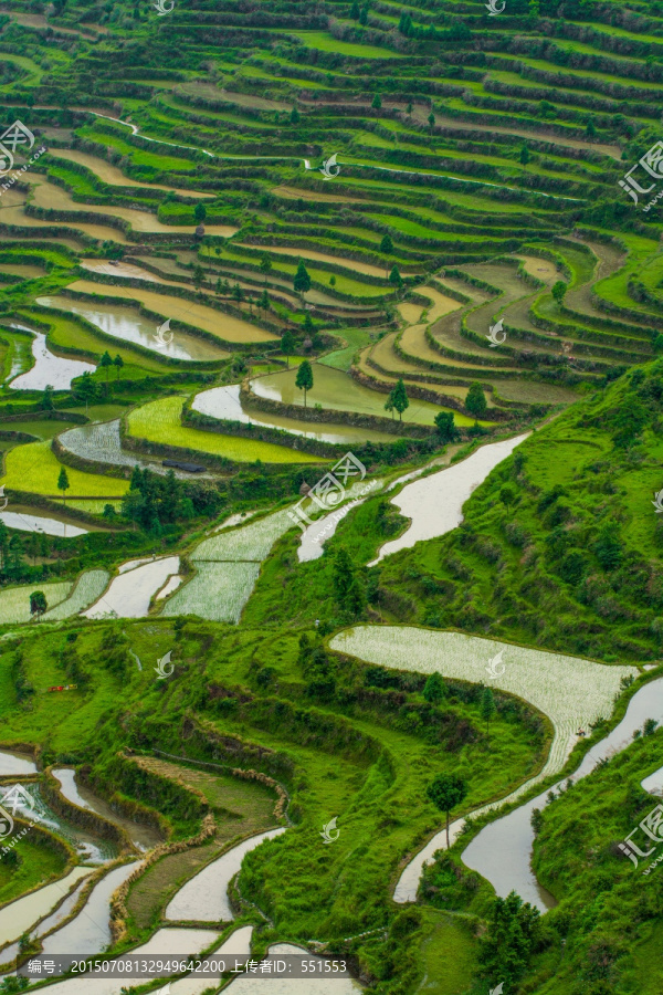 茗岙梯田