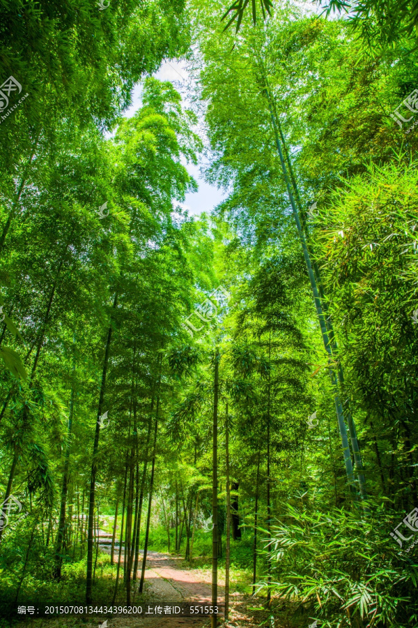 竹林小路