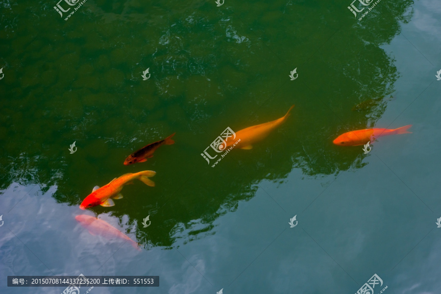 锦鲤