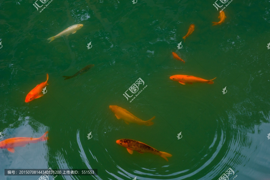 鲤鱼