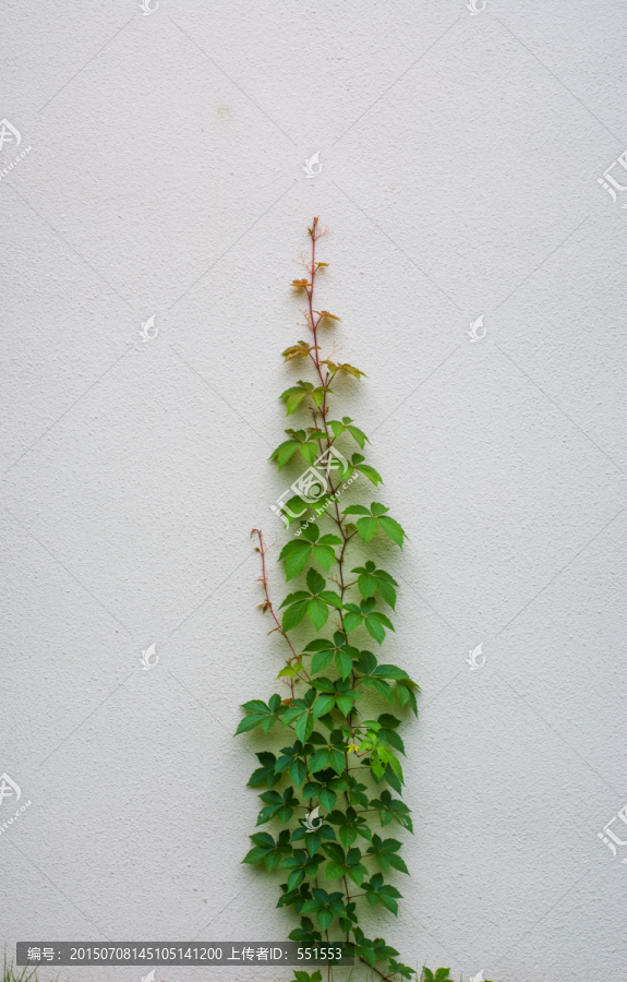 爬山虎