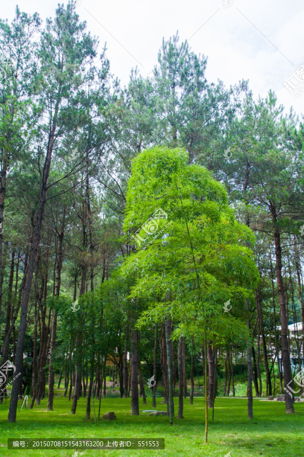 竹子,树林