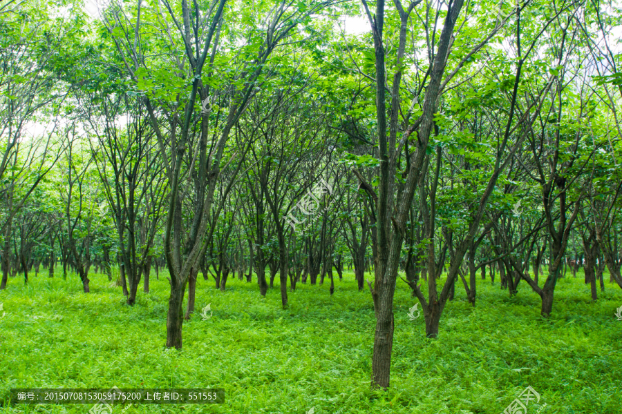 树林