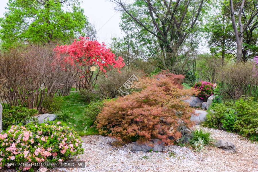 杜鹃花,映山红