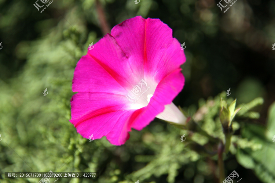 喇叭花,牵牛花