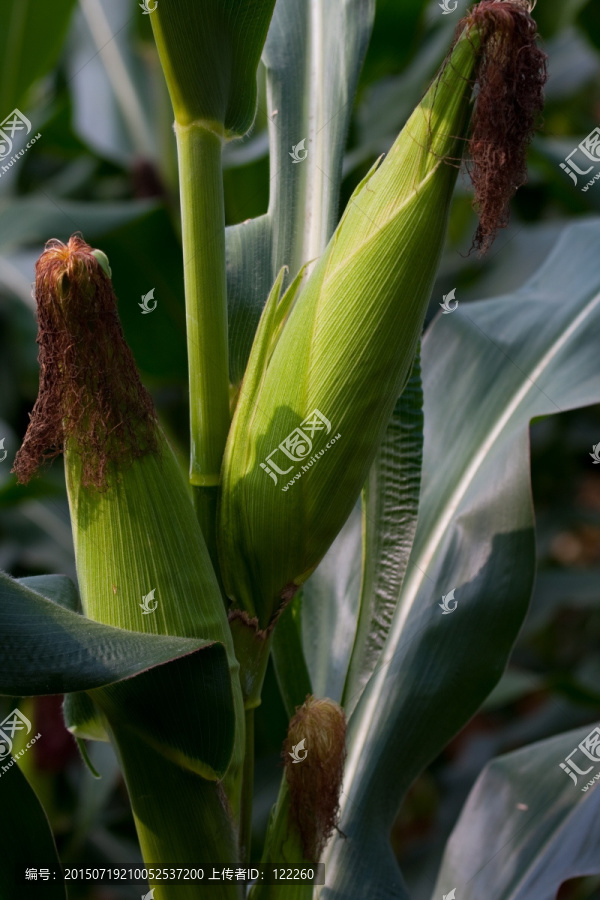 玉米,玉米植株