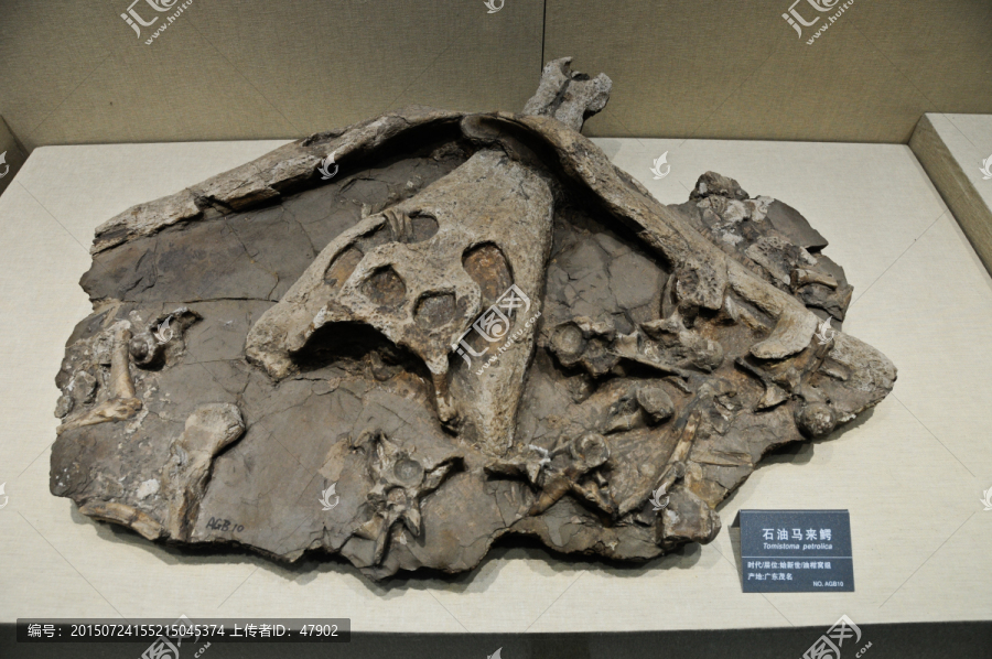 石油马来鳄化石标本