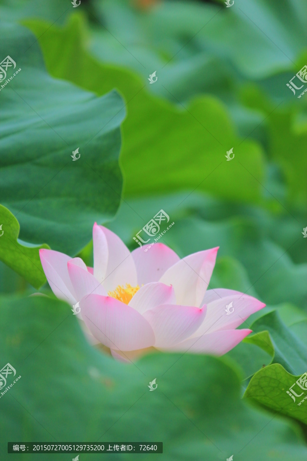 荷花池