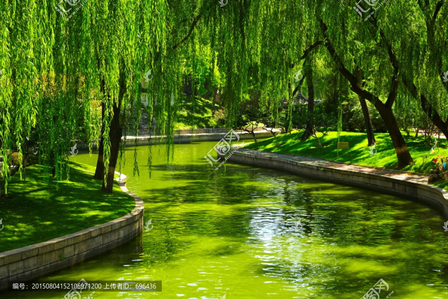 垂柳,河道