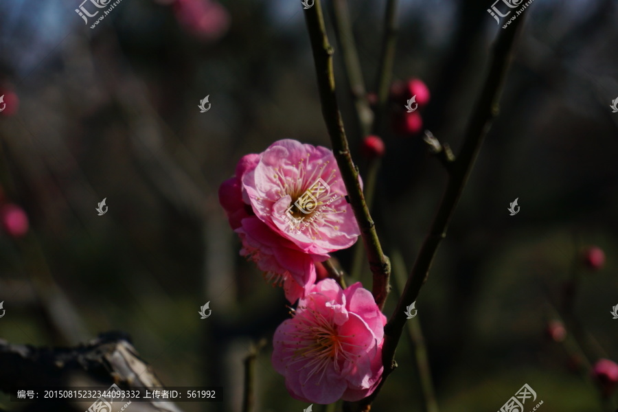 梅花,红梅