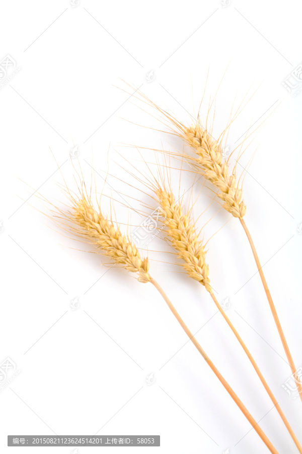 麦子