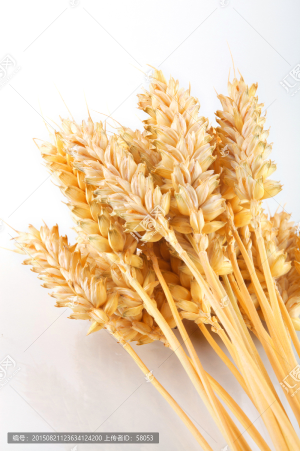 麦子