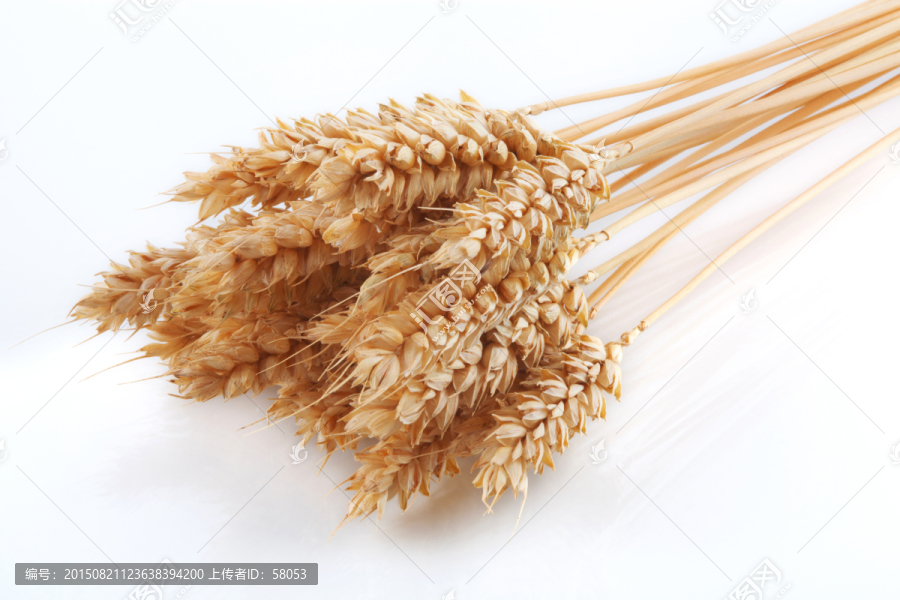 麦子