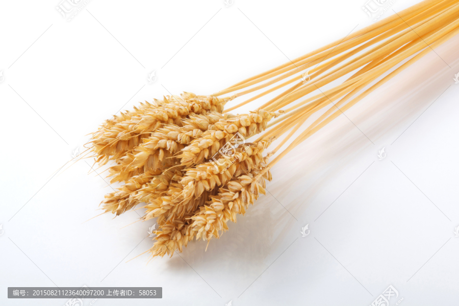 麦子