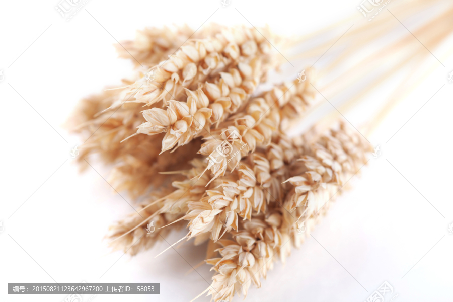 麦子