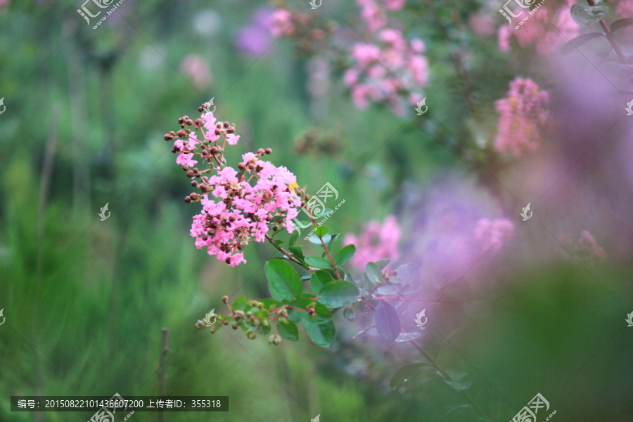 景观花卉