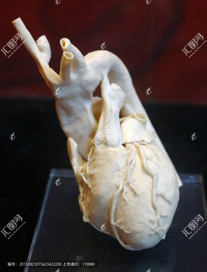 人体心脏和主动脉标本