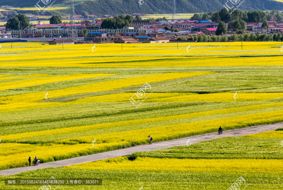 门源油菜花海