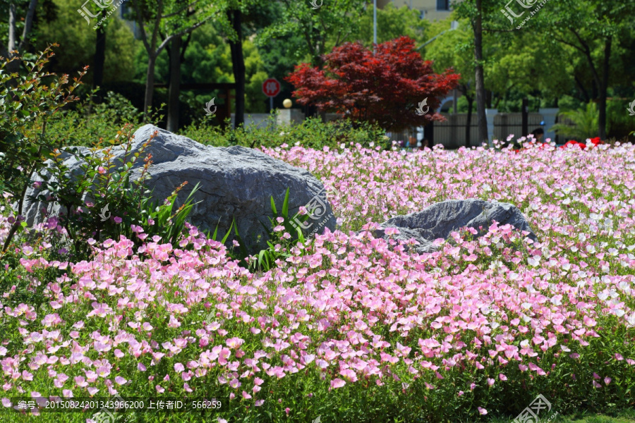 花海