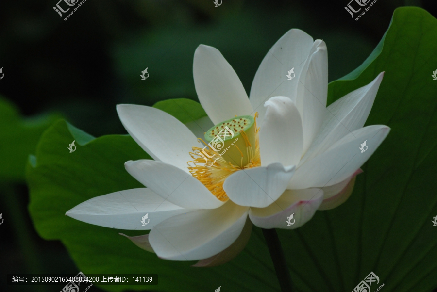 白荷