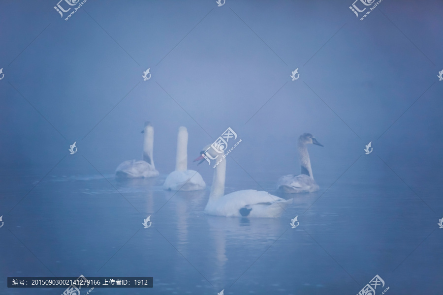 天鹅湖