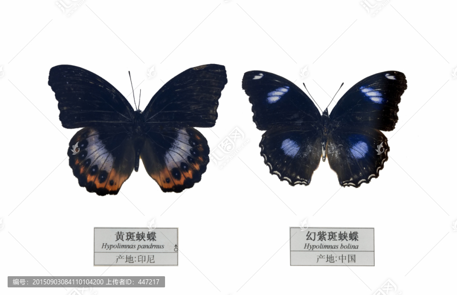 中国幻紫斑蛱蝶