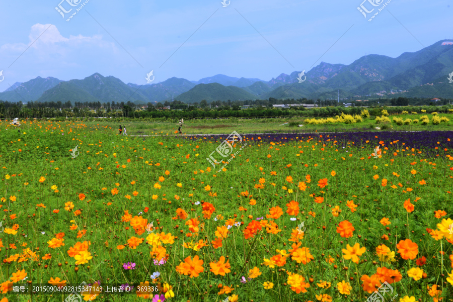 十三陵花海