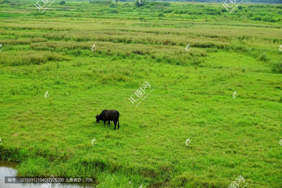田野牧牛风景