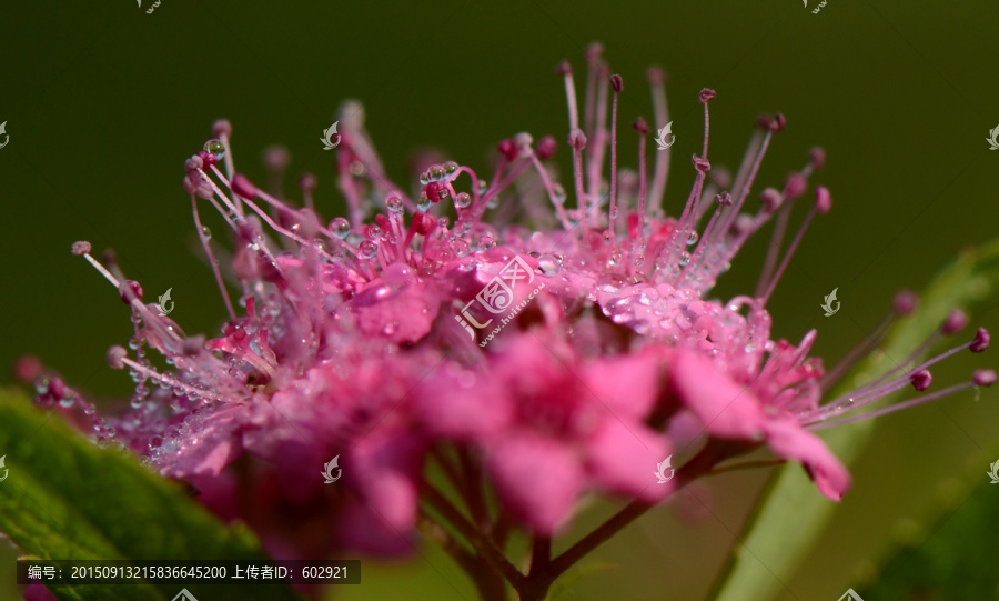 带露的花