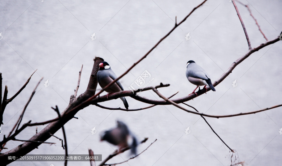 小鸟,枝头,北京动物园,鸟