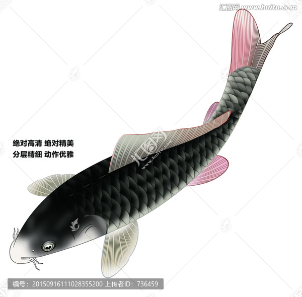 红尾黑鲤鱼
