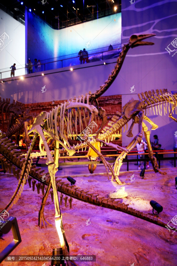 恐龙化石,博物馆