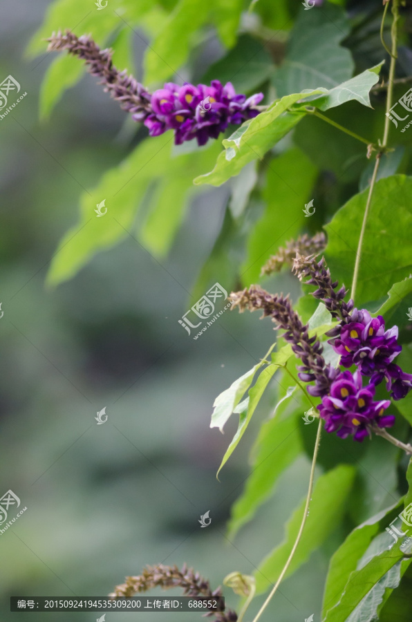 葛根花