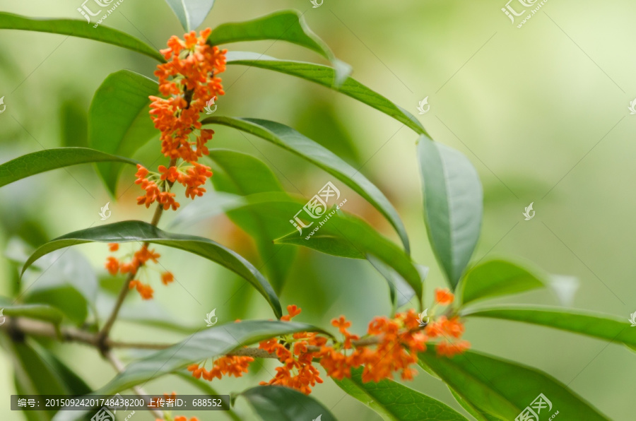 桂花