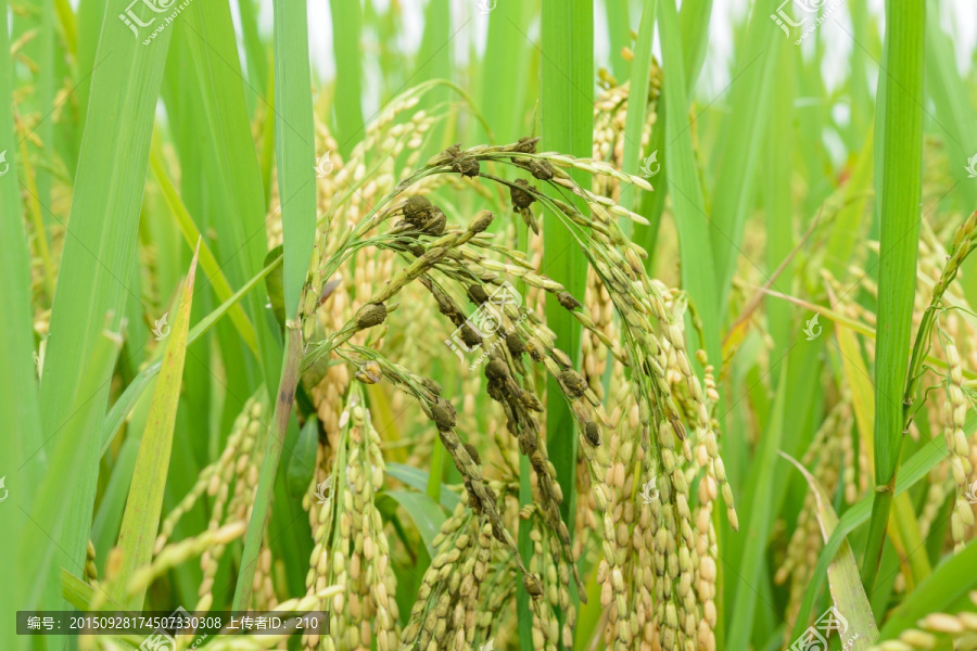 水稻病害