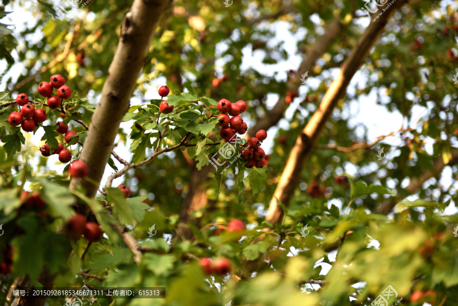 红果,树枝上的山楂