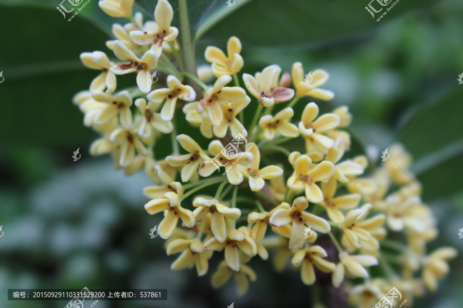 桂花