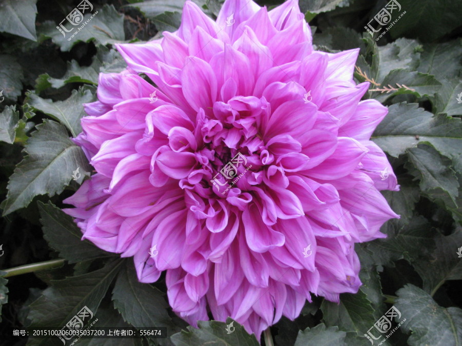 大丽花