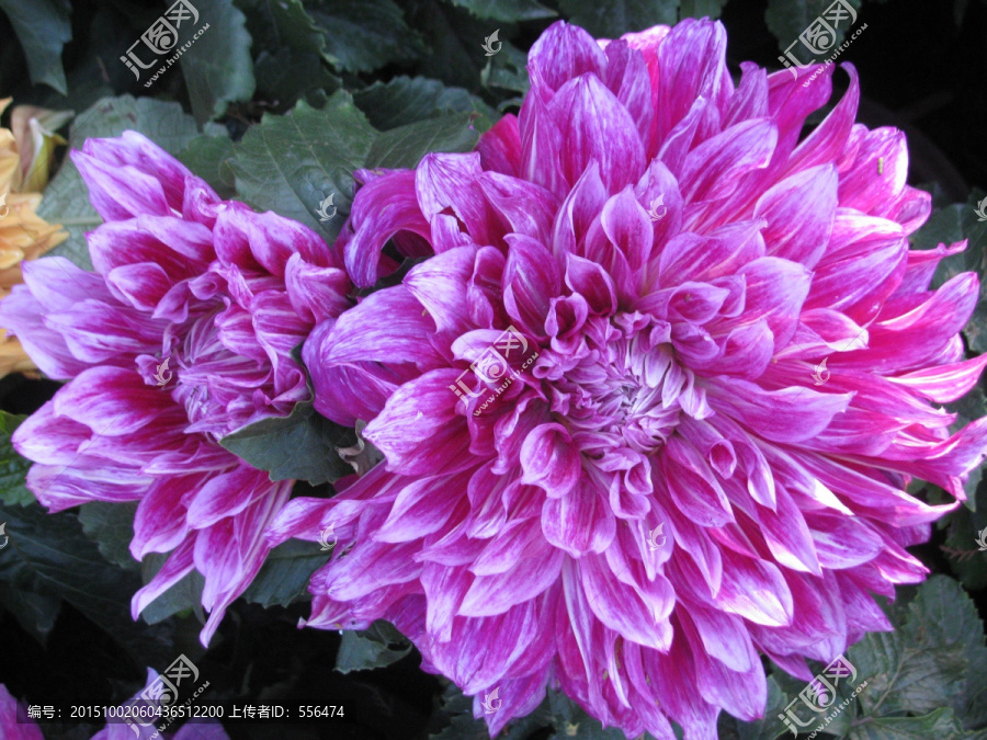 大丽花