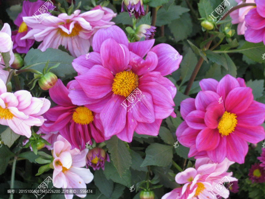 小丽花