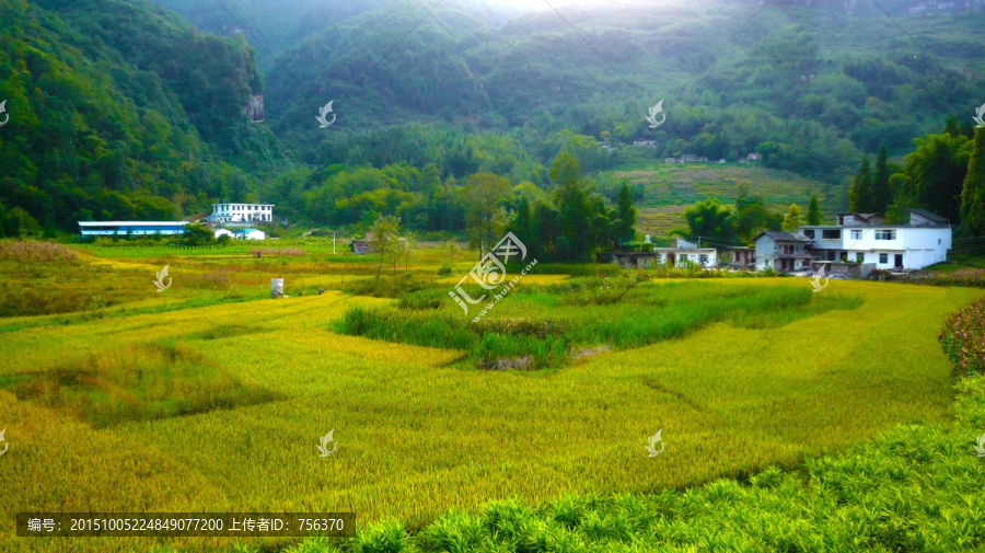 夕阳下的稻田