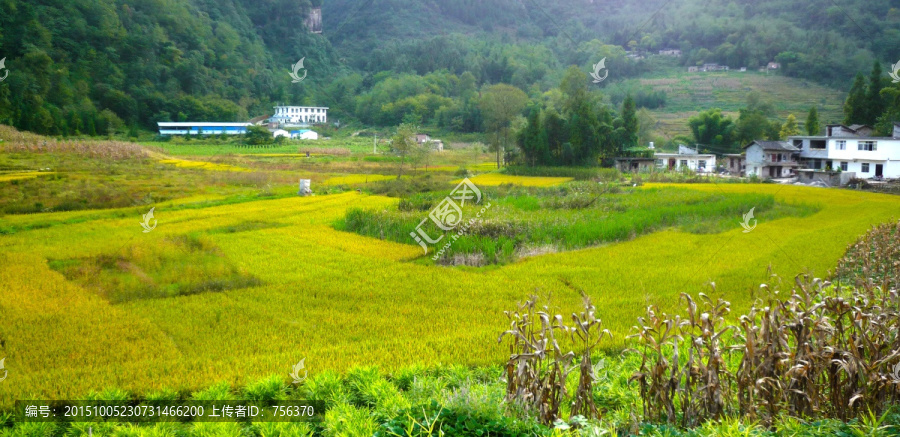 稻田,斜阳,人家