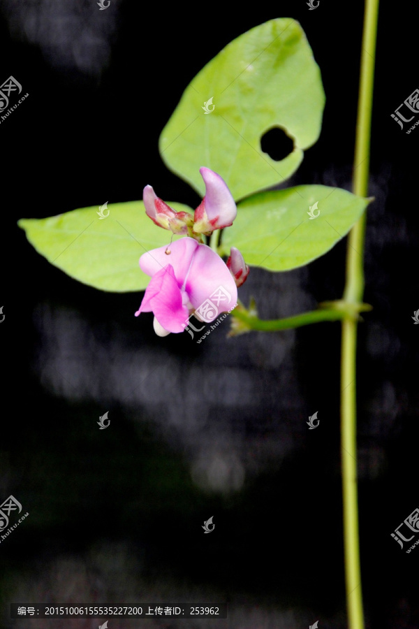 扁豆花