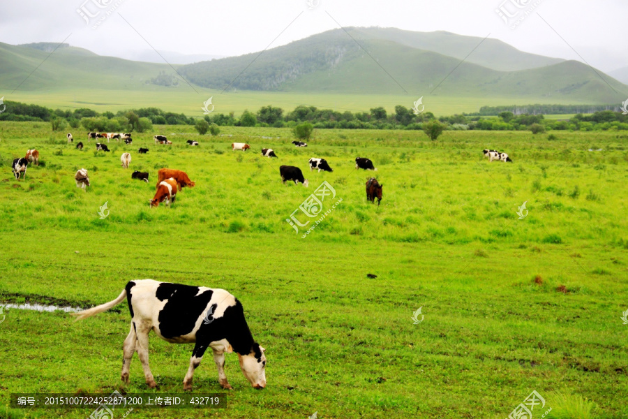 夏季草原牧场上的牛群