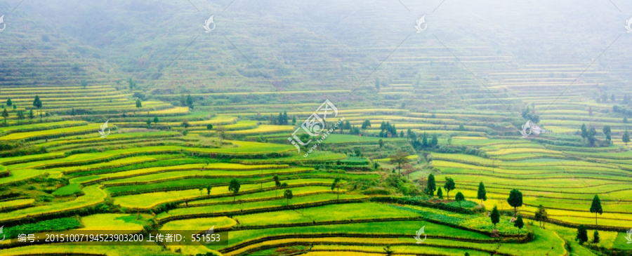 茗岙梯田