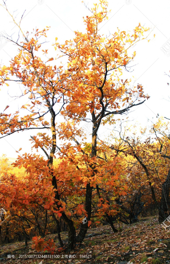 秋天的柞树林
