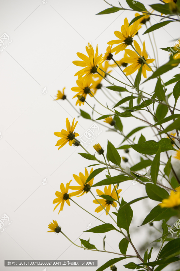 菊芋花