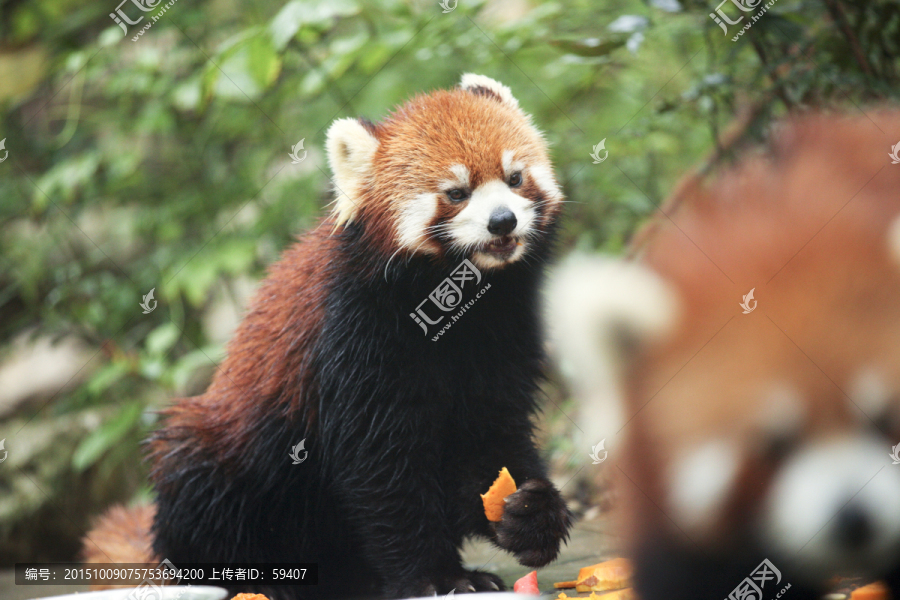 小熊猫,保护动物